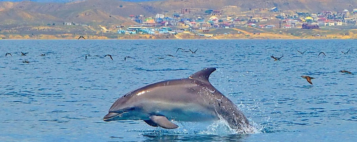 В Анапе массово гибнут дельфины